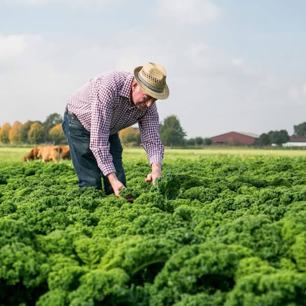 Beschreibung des ersten Bildes